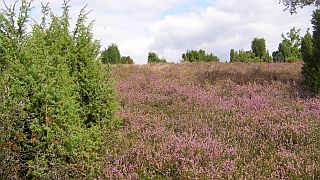 Mehr Informationen zur ELLERNDORFER WACHOLDERHEIDE  - Foto  Petra Hitz-Bergmann