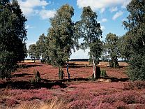 Heidelandschaft der Bokeler Heide  TourismusMarketing Niedersachen