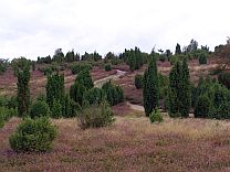 Ellerndorfer Wacholderheide © Petra Hitz-Bergmann Ellerndorfer Wacholderheide © Petra Hitz-Bergmann