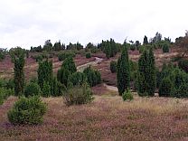 Ellerndorfer Wacholderheide  Petra Hitz-Bergmann