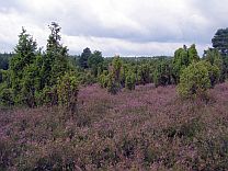 Ellerndorfer Wacholderheide  Petra Hitz-Bergmann