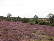 Ellerndorfer Wacholderheide © Petra Hitz-Bergmann Ellerndorfer Wacholderheide © Petra Hitz-Bergmann