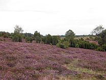 Ellerndorfer Wacholderheide  Petra Hitz-Bergmann