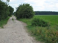 Alter Fahrweg zum Sirachsberg Alter Fahrweg zum Sirachsberg