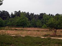 Addenstorfer Heide © Petra Hitz-Bergmann Addenstorfer Heide © Petra Hitz-Bergmann