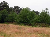 Addenstorfer Heide © Petra Hitz-Bergmann Addenstorfer Heide © Petra Hitz-Bergmann